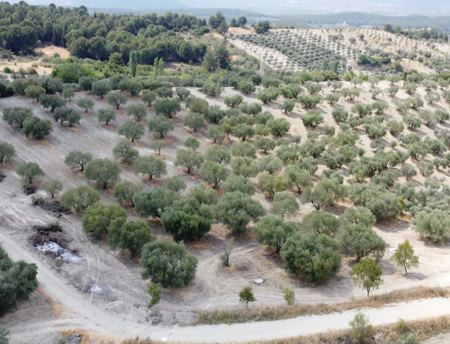 Manisa Saruhanlı İlçesi Gözlet Mahallesinde Satılık Zeytinlik